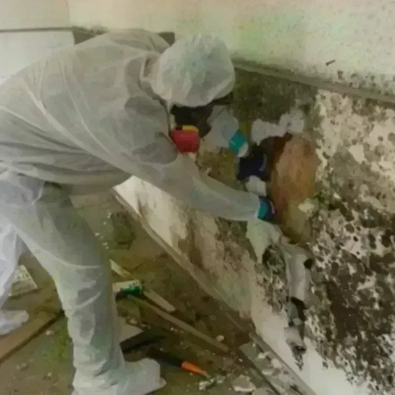 Mold Remediation and Removal in Albany, CA